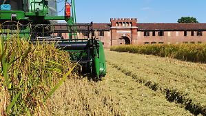 Incerto il 2026 del riso per i prezzi e la concorrenza
