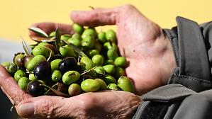 Olio di oliva, norme opache mettono a rischio la qualit&agrave; 
