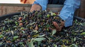 Pi&ugrave; olio italiano. In dirittura d&rsquo;arrivo il Piano olivicolo