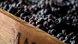 Vendemmia sotto le previsioni. Produzione in leggero aumento sul &rsquo;24. Funzionano i tagli dei Consorzi