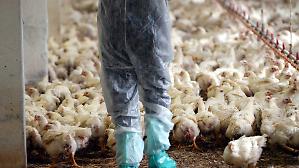 L'avicoltura corre trainata dai consumi e dai prezzi record