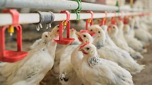 Uova, filiera da 2,8 miliardi. Listini impazziti per l'aviaria e importazioni schizzate a +144%