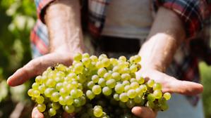 Trentodoc, fatturato e volumi stabili. Si ferma l&rsquo;export