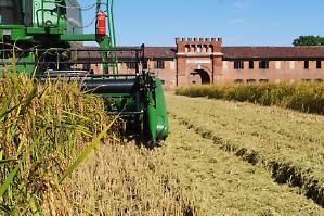 Incerto il 2026 del riso per i prezzi e la concorrenza
