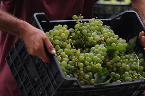 Doc Montecucco cresce nel 2025. Imbottigliamenti a +11%