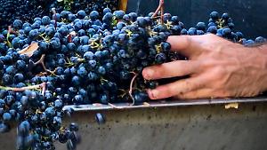 Fine wines, nel 2025 vince Bolgheri (+7,3%). Gi&ugrave; il Brunello