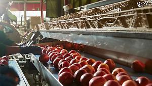 La mela Melav&igrave; in default. Troppi debiti e pochi soci