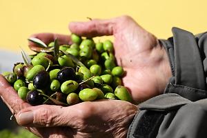 Olio di oliva, si applicano norme poco lampanti