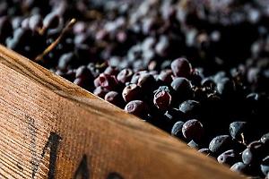 La vendemmia si ferma a +0,7%, molto meno delle previsioni. Funzionano i tagli dei Consorzi