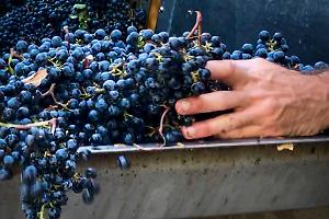 Fine wines, nel 2025 vince Bolgheri (+7,3%). Gi&ugrave; il Brunello