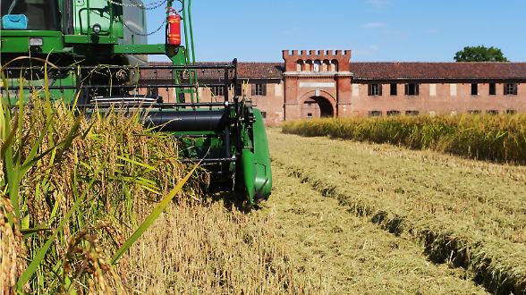 Incerto il 2026 del riso per i prezzi e concorrenza