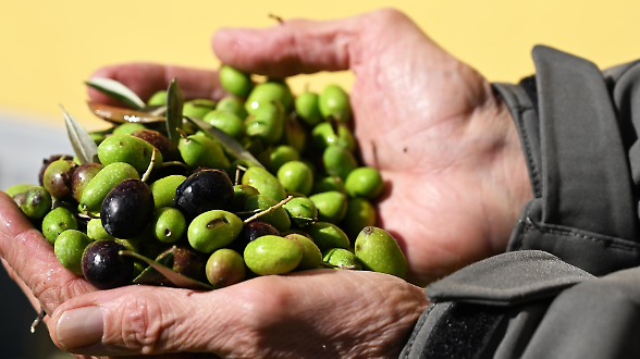 Olio di oliva, si applicano norme poco lampanti 
