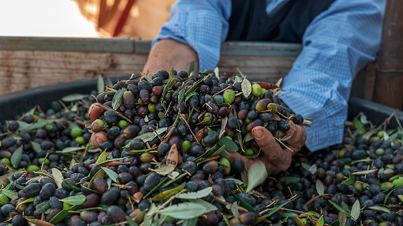 Pi&ugrave; olio italiano. In dirittura d&rsquo;arrivo il Piano olivicolo