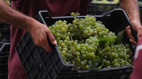 Doc Montecucco cresce nel 2025. Imbottigliamenti a +11%