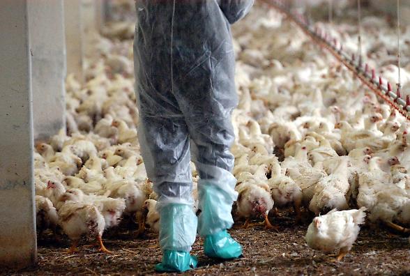 L'avicoltura corre trainata dai consumi e dai prezzi record