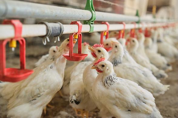 Uova, filiera da 2,8 miliardi. Listini impazziti per l'aviaria e importazioni schizzate a +144%