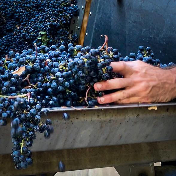 Fine wines, nel 2025 vince Bolgheri (+7,3%). Gi&ugrave; il Brunello 