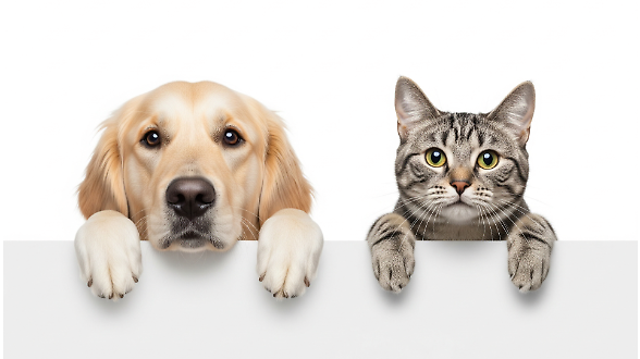 &laquo;&Egrave; maschio il suo? Anche il mio!&raquo;: le differenze geografiche nella gestione degli animali domestici