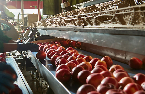 La mela Melav&igrave; in default. Troppi debiti e pochi soci