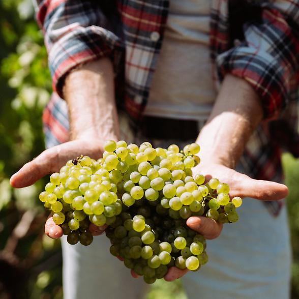 Trentodoc, fatturato e volumi stabili. Si ferma l'export