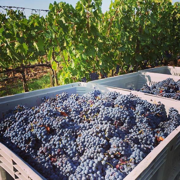 Per Folonari Tenute fatturato stabile a quota 10 milioni