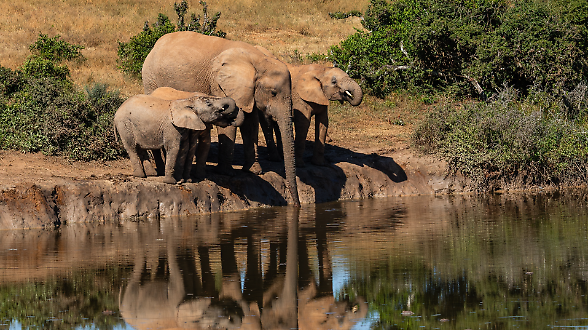 L&rsquo;osservazione della natura pu&ograve; aiutare la scienza a curare il cancro