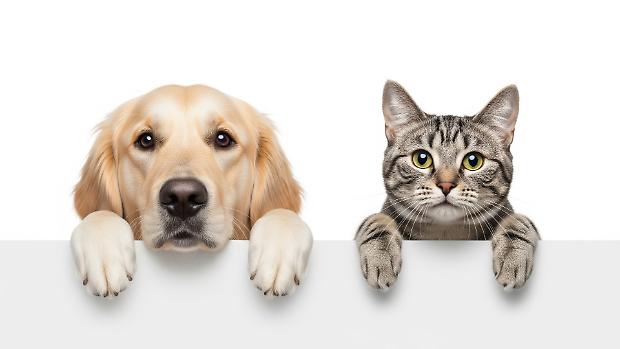 &laquo;&Egrave; maschio il suo? Anche il mio!&raquo;: le differenze geografiche nella gestione degli animali domestici