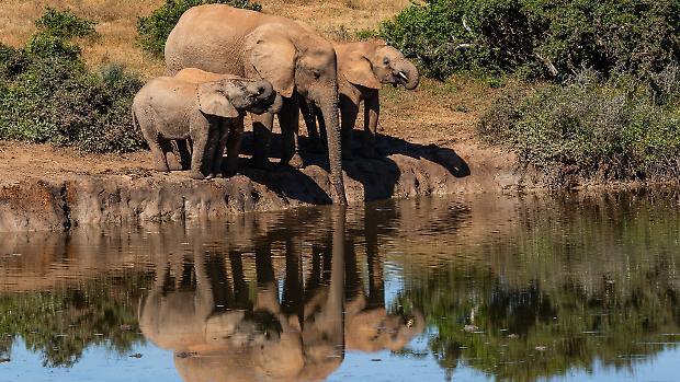 L&rsquo;osservazione della natura pu&ograve; aiutare la scienza a curare il cancro